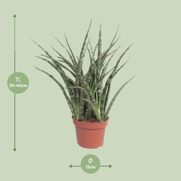 Sansevieria Fernwood Punk - Ø12Cm - ↕35Cm