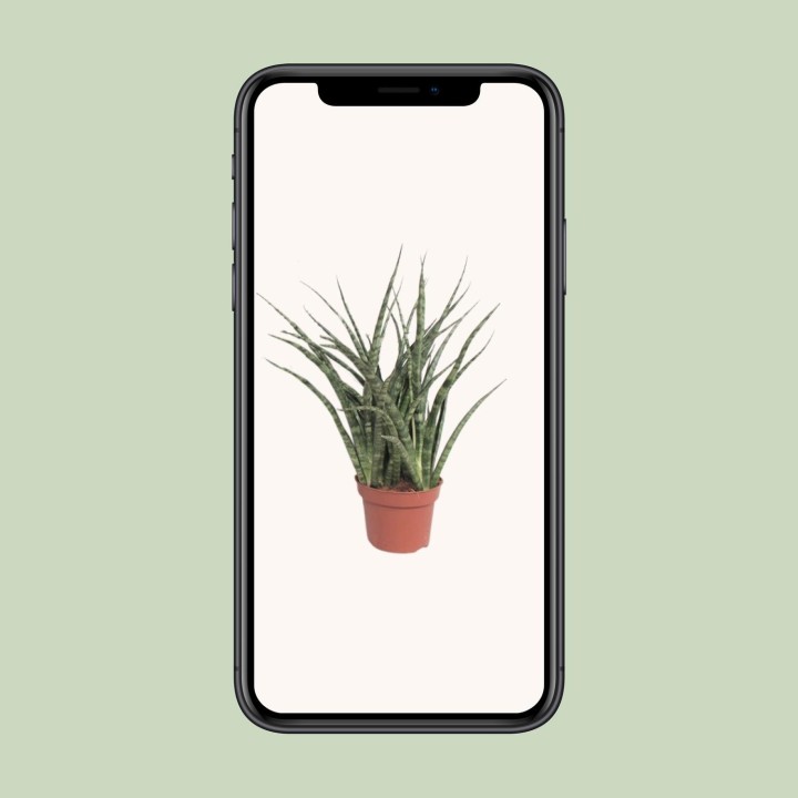 Sansevieria Fernwood Punk - Ø12Cm - ↕35Cm