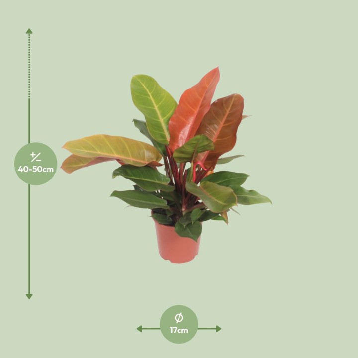 Philodendron Prince Of Orange - Ø17Cm - ↕45Cm