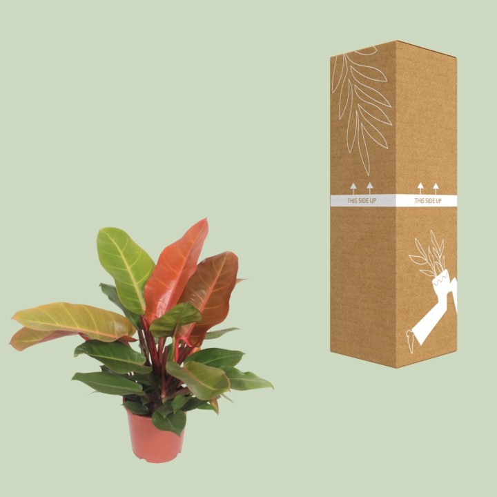 Philodendron Prince Of Orange - Ø17Cm - ↕45Cm