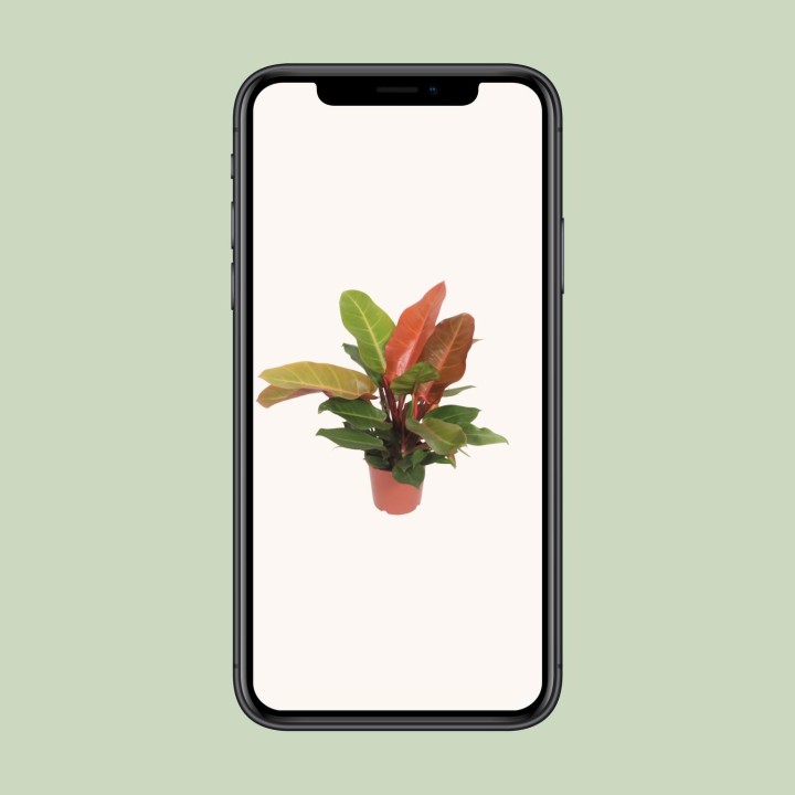 Philodendron Prince Of Orange - Ø17Cm - ↕45Cm