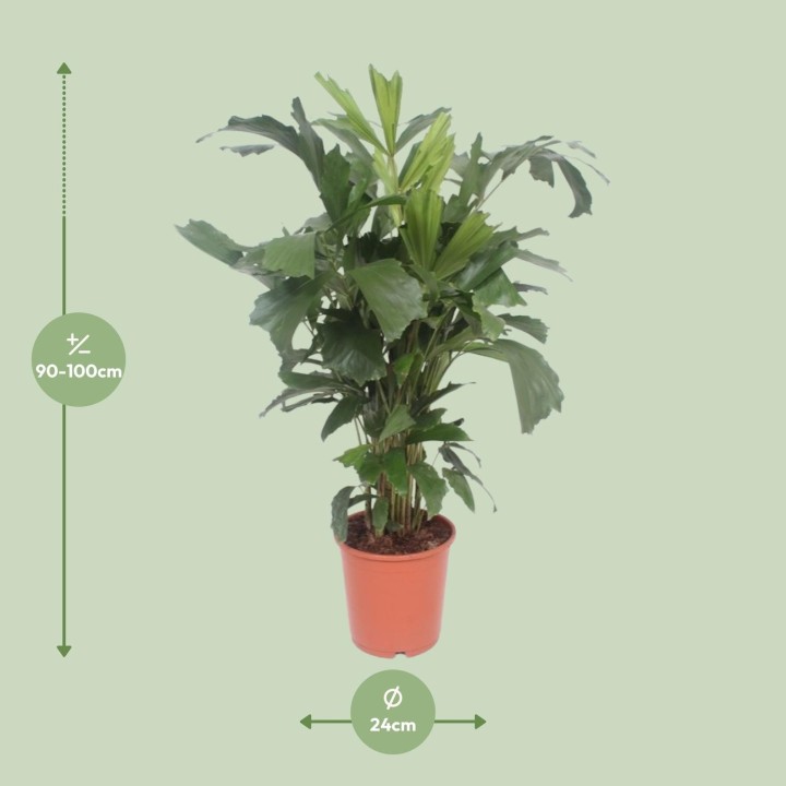 Caryota Mitis - Ø24Cm - ↕110Cm