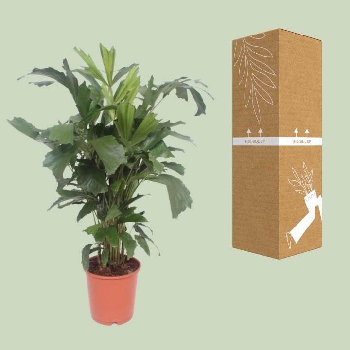Caryota Mitis - Ø24Cm - ↕110Cm
