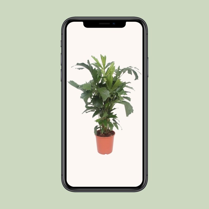 Caryota Mitis - Ø24Cm - ↕110Cm