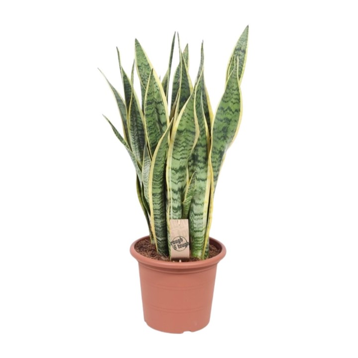 Sansevieria Trifasciata Laurentii - Ø25Cm - ↕85Cm