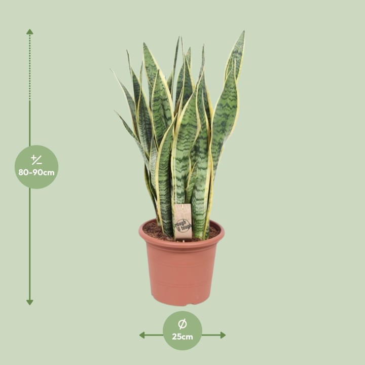 Sansevieria Trifasciata Laurentii - Ø25Cm - ↕85Cm