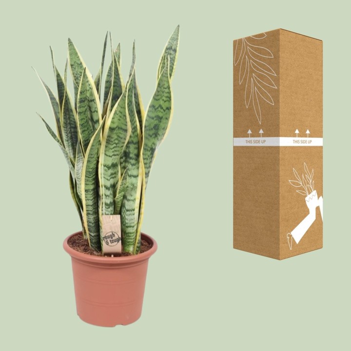 Sansevieria Trifasciata Laurentii - Ø25Cm - ↕85Cm