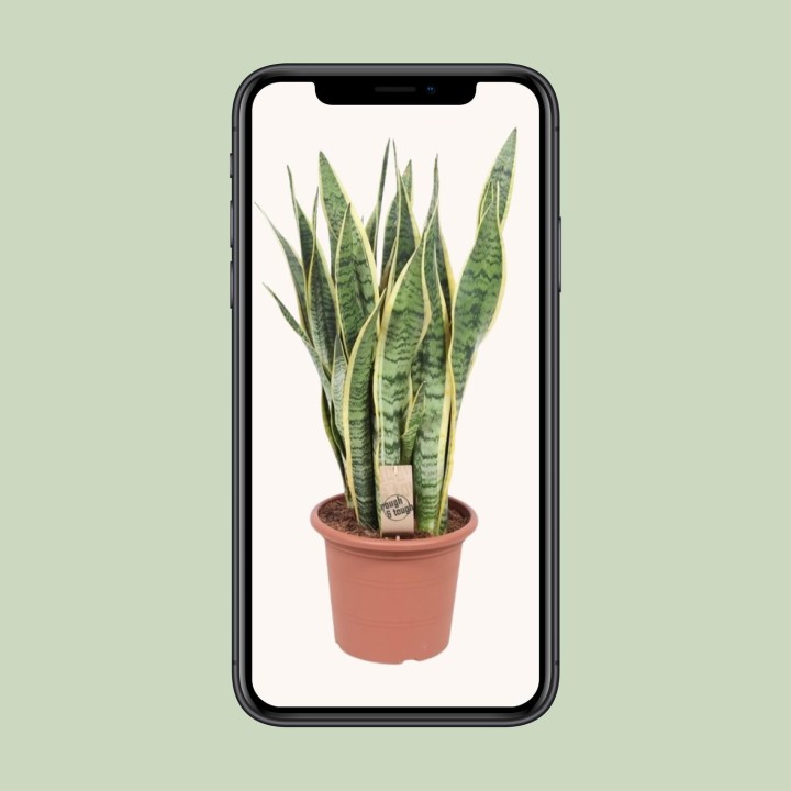 Sansevieria Trifasciata Laurentii - Ø25Cm - ↕85Cm