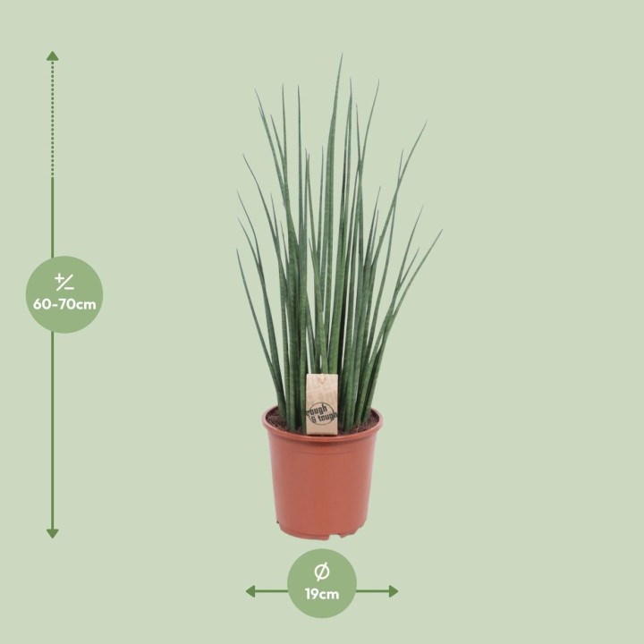 Sansevieria Mikado - Ø19Cm - ↕70Cm