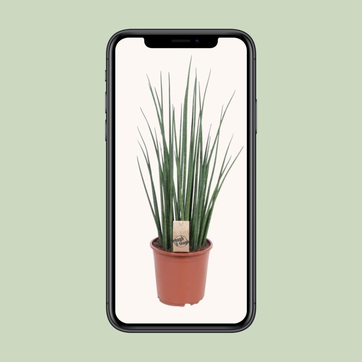 Sansevieria Mikado - Ø19Cm - ↕70Cm
