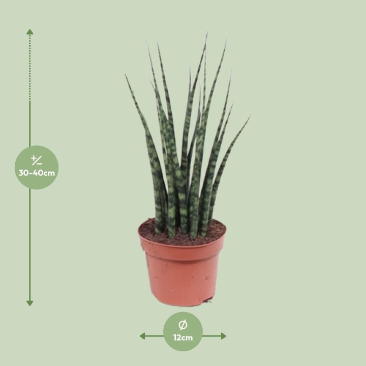 Sansevieria Fernwood Mikado - Ø12Cm - ↕40Cm
