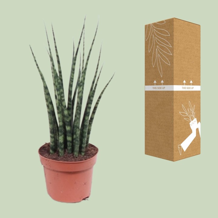 Sansevieria Fernwood Mikado - Ø12Cm - ↕40Cm