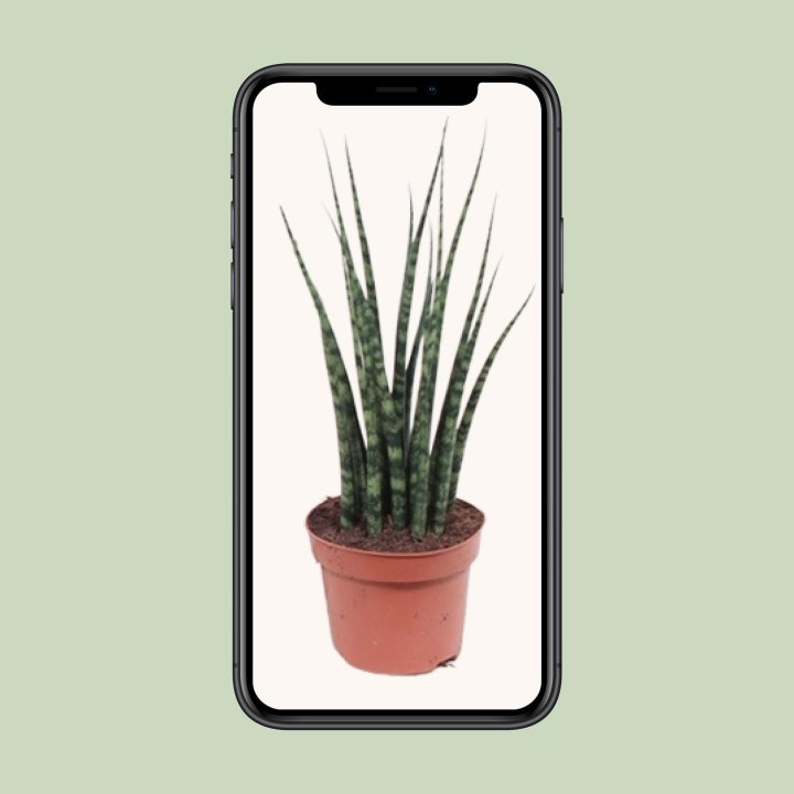 Sansevieria Fernwood Mikado - Ø12Cm - ↕40Cm