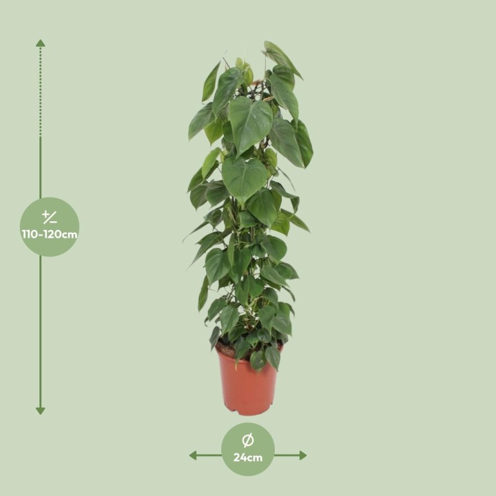 Philodendron Scandens - Ø24Cm - ↕120Cm