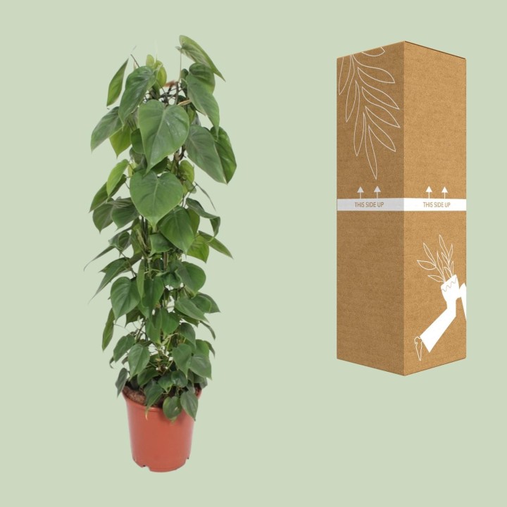 Philodendron Scandens - Ø24Cm - ↕120Cm