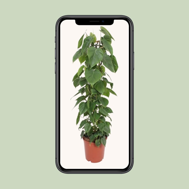 Philodendron Scandens - Ø24Cm - ↕120Cm