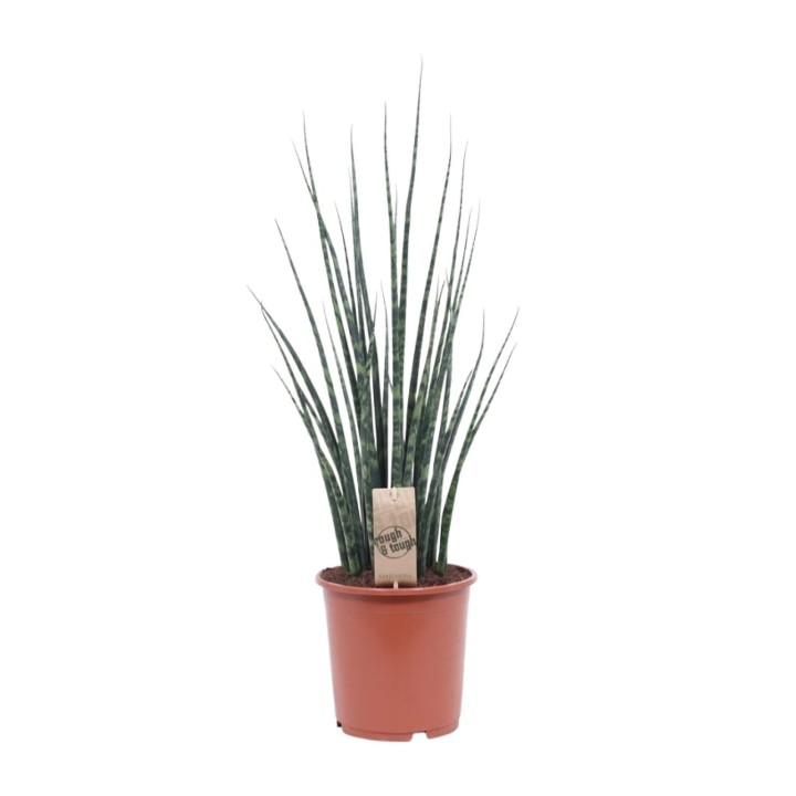 Sansevieria Fernwood Mikado - Ø19Cm - ↕80Cm