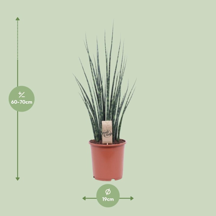 Sansevieria Fernwood Mikado - Ø19Cm - ↕80Cm