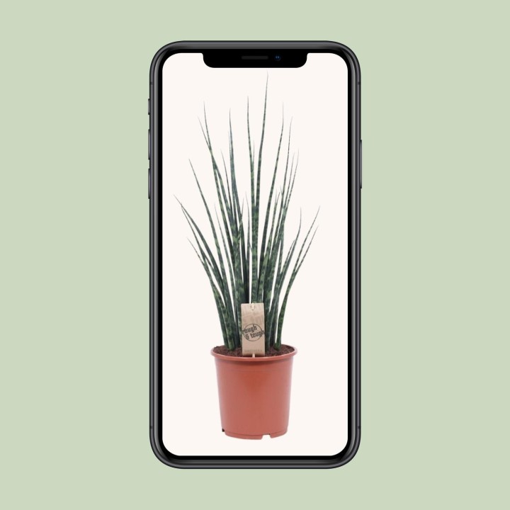 Sansevieria Fernwood Mikado - Ø19Cm - ↕80Cm
