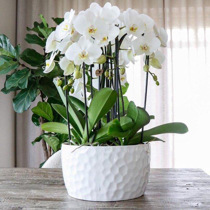 Kolibri Home | Honey Dish White - Ceramic Plant Dish With Honey Pattern - Suitable As A Planter - Pot Size Ø30Cm