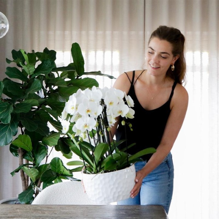 Kolibri Home | Honey Dish White - Ceramic Plant Dish With Honey Pattern - Suitable As A Planter - Pot Size Ø30Cm