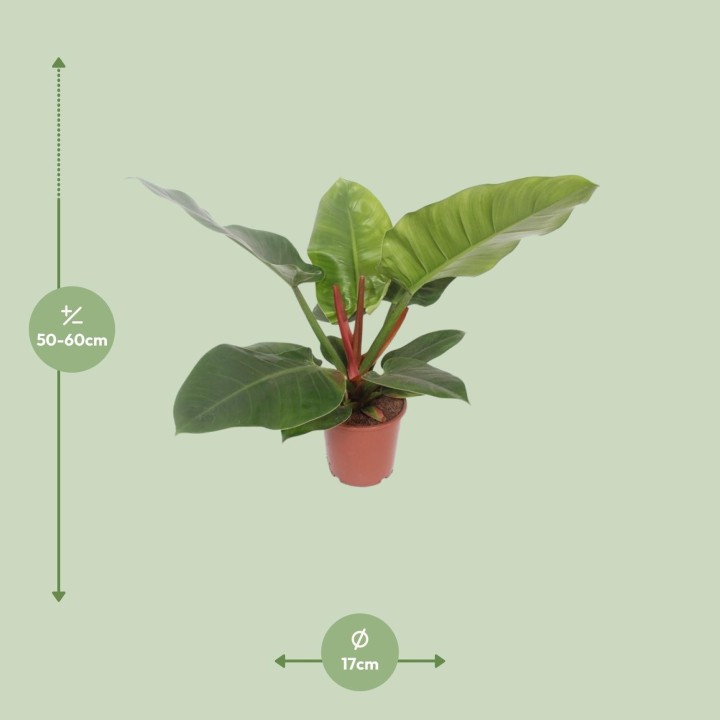 Philodendron Imperial Green - Ø17Cm - ↕60Cm