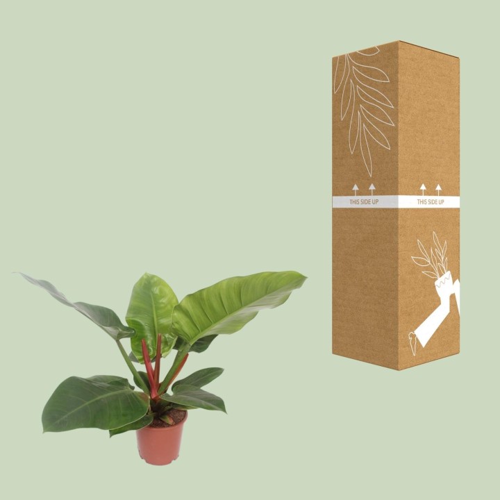 Philodendron Imperial Green - Ø17Cm - ↕60Cm