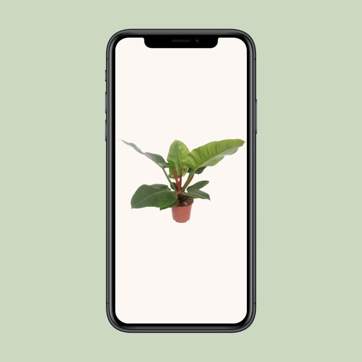 Philodendron Imperial Green - Ø17Cm - ↕60Cm