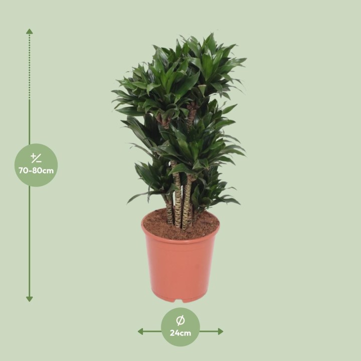 Dracaena Compacta - Ø24Cm - ↕80Cm