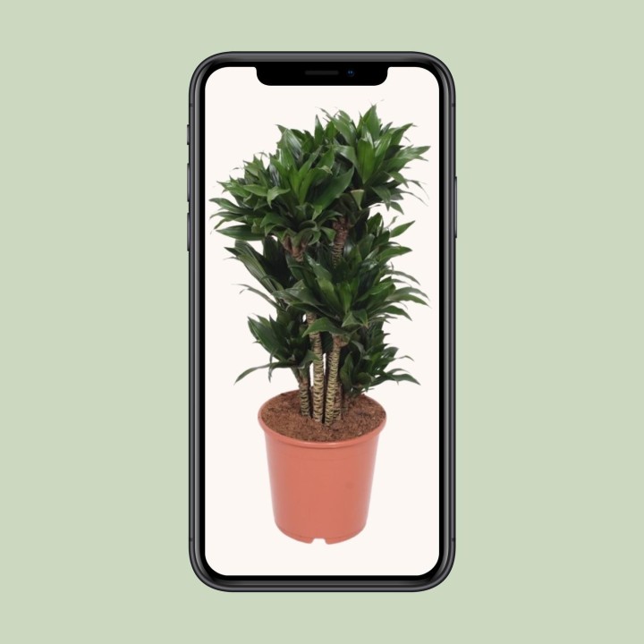 Dracaena Compacta - Ø24Cm - ↕80Cm