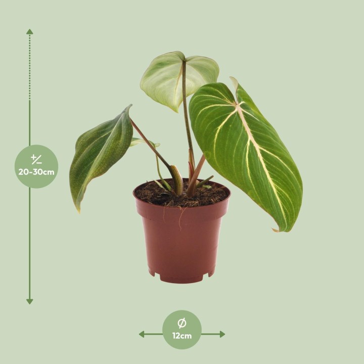 Philodendron Selloum Atom - Ø12Cm - ↕25Cm