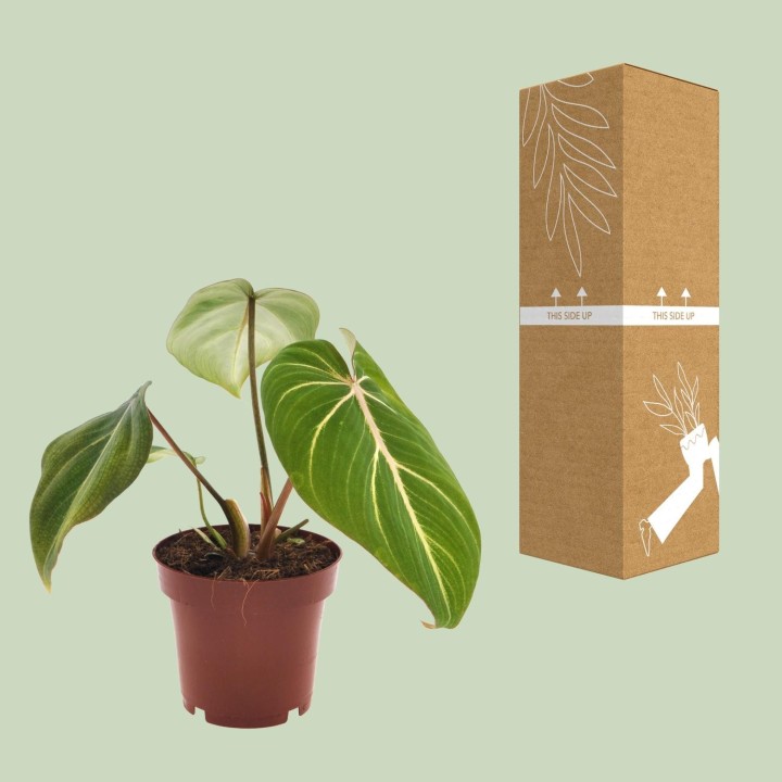 Philodendron Selloum Atom - Ø12Cm - ↕25Cm