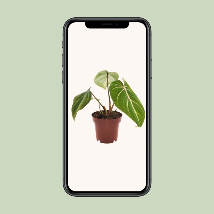 Philodendron Selloum Atom - Ø12Cm - ↕25Cm