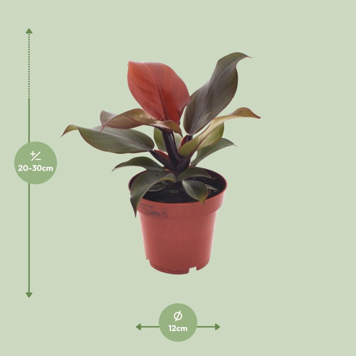Philodendron Imperial Red - Ø12Cm - ↕25Cm