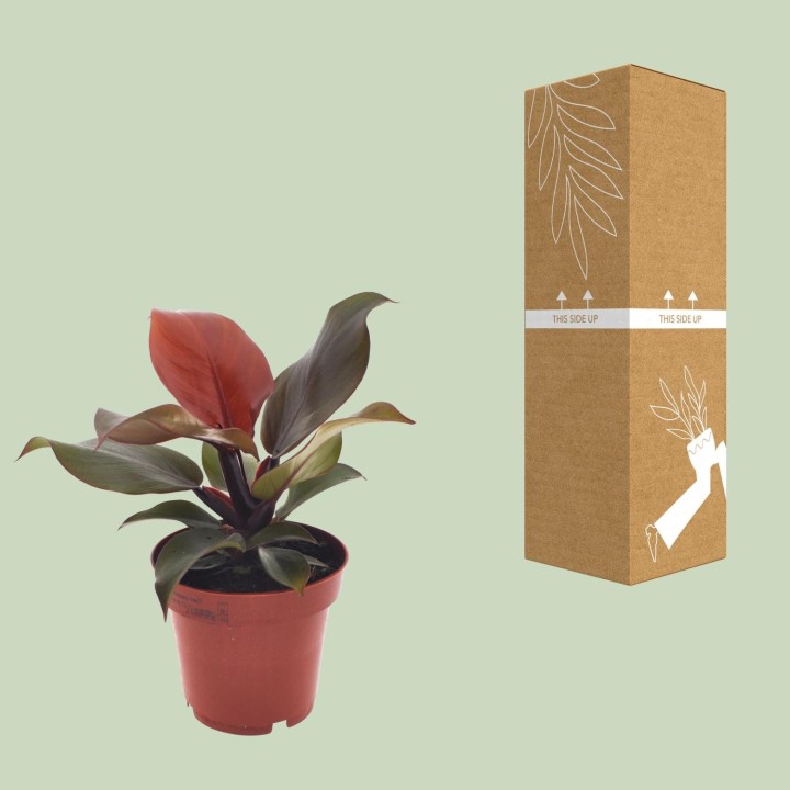 Philodendron Imperial Red - Ø12Cm - ↕25Cm