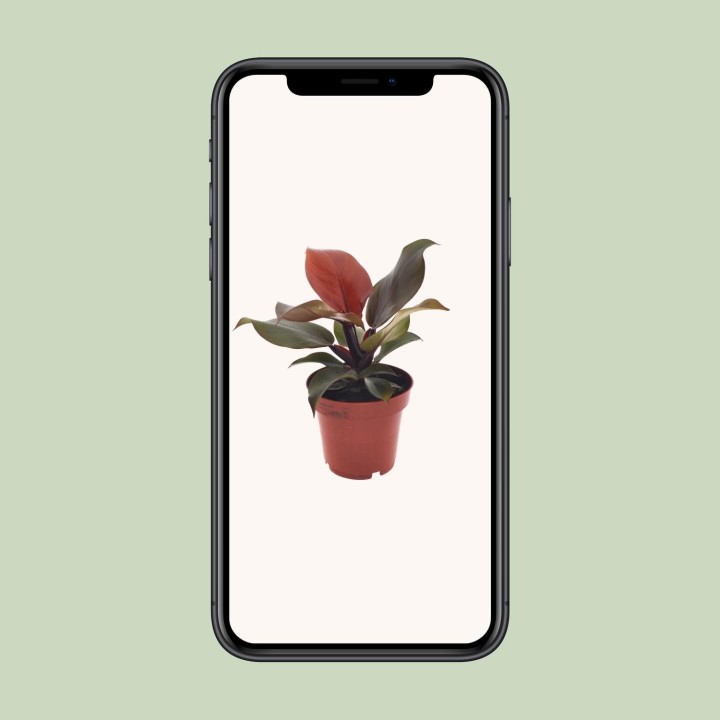 Philodendron Imperial Red - Ø12Cm - ↕25Cm
