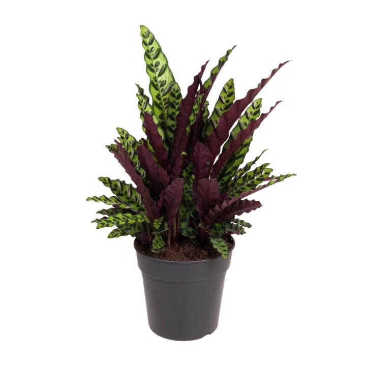 Calathea Lancifolia - Ø27Cm - ↕70Cm