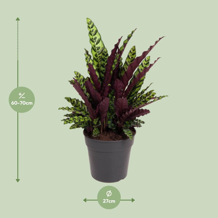 Calathea Lancifolia - Ø27Cm - ↕70Cm