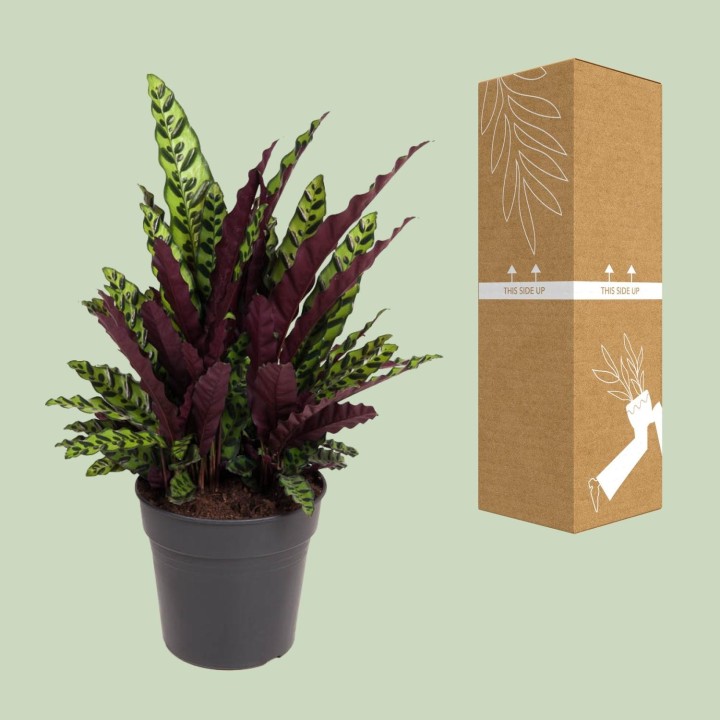 Calathea Lancifolia - Ø27Cm - ↕70Cm