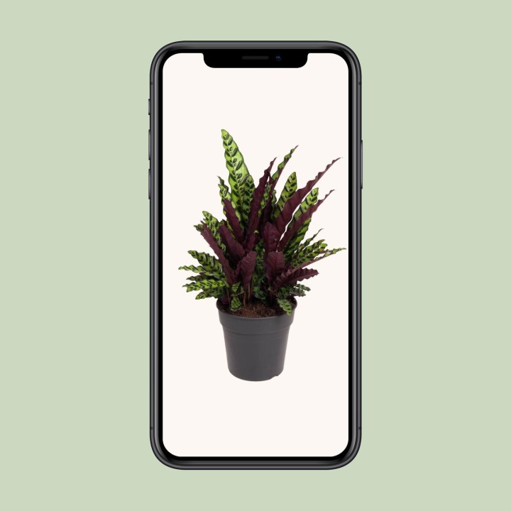 Calathea Lancifolia - Ø27Cm - ↕70Cm