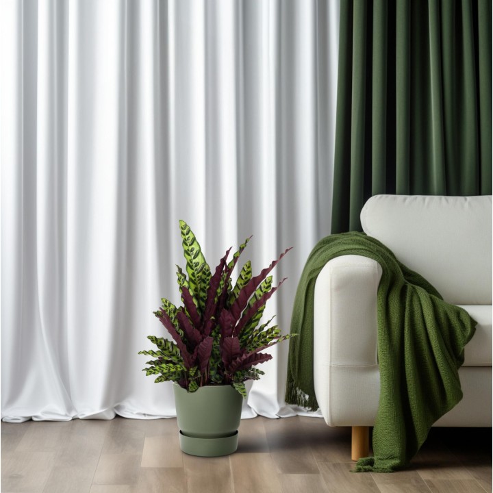 Calathea Lancifolia - Ø27Cm - ↕70Cm