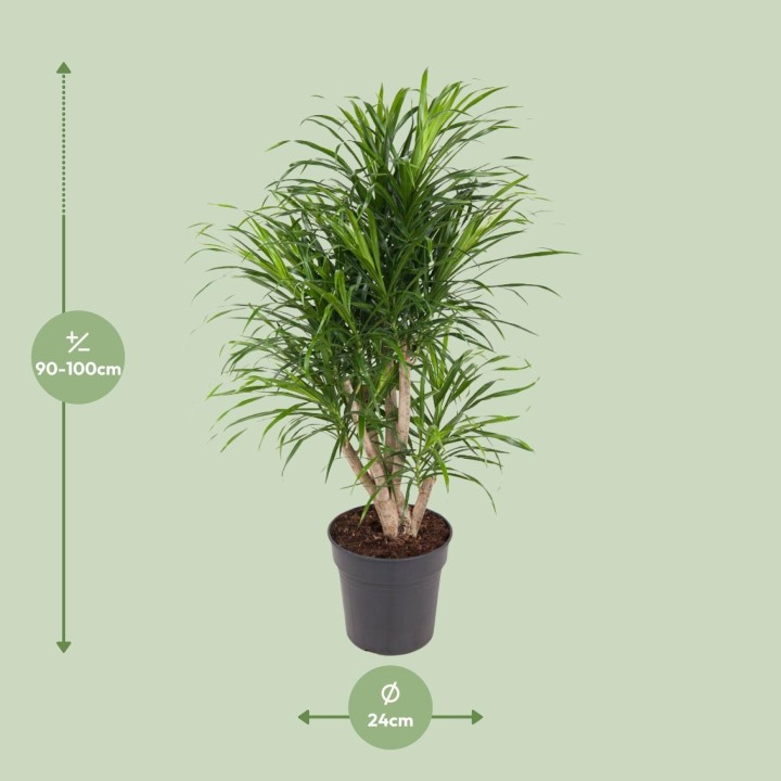Dracaena Anita - Ø24Cm - ↕100Cm