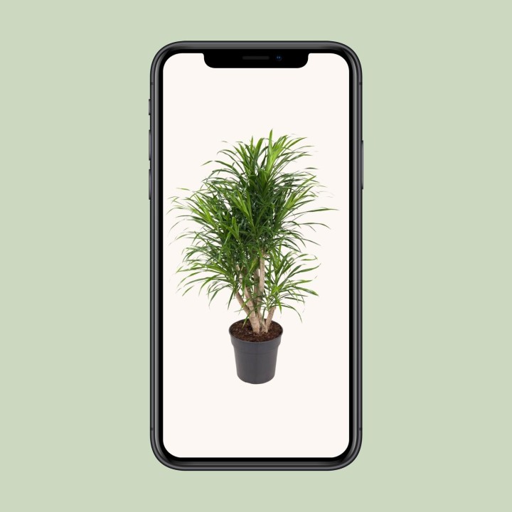 Dracaena Anita - Ø24Cm - ↕100Cm