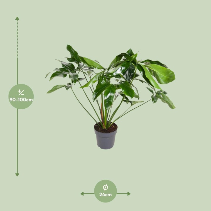 Philodendron Green Wonder - Ø24Cm - ↕100Cm