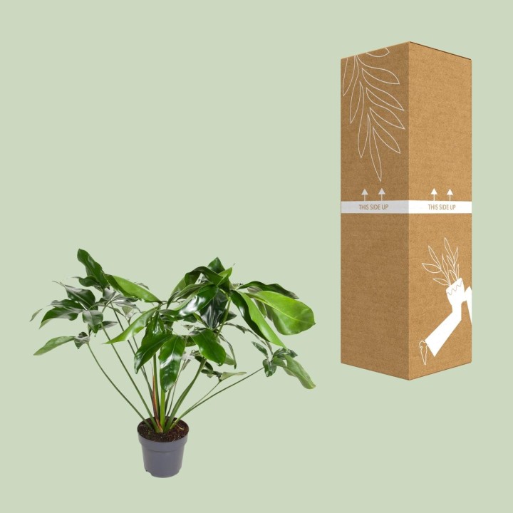 Philodendron Green Wonder - Ø24Cm - ↕100Cm