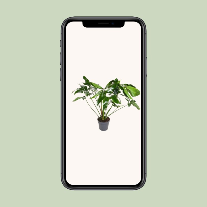 Philodendron Green Wonder - Ø24Cm - ↕100Cm
