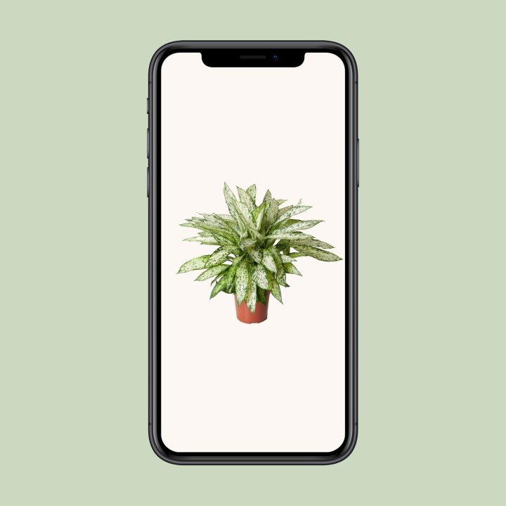 Dieffenbachia Vesuvius - Ø27Cm - ↕80Cm