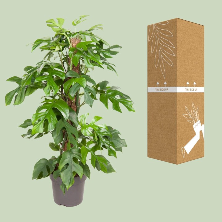 Monstera Minima - Ø19Cm - ↕80Cm