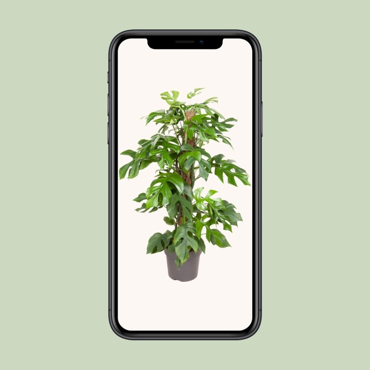 Monstera Minima - Ø19Cm - ↕80Cm