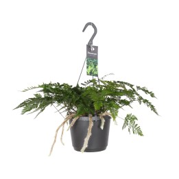 Davallia Bullata - Ø17Cm - ↕30Cm